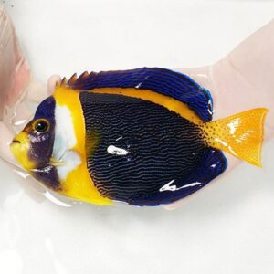 Tropical fish with a dark blue, wavy-pattern body, bright yellow head, and orange tail being held in gloved hands over water
