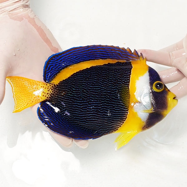 【現物4】右目気泡あり 顔スレ有り スクリブルドエンゼル オス個体 22cm±! 海水魚 ヤッコ 15時までのご注文で当日発送(t111(t207