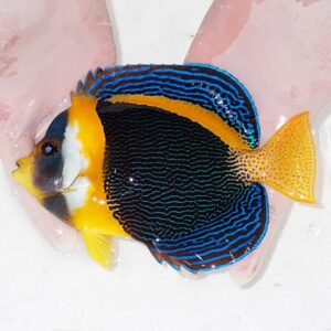 Angelfish with blue stripes on a black body, yellow face and fins, orange tail, held by gloved hands.