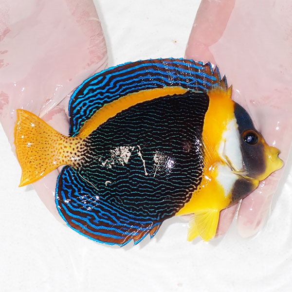 【現物5】スクリブルドエンゼル オス個体 17.5cm±! 海水魚 ヤッコ 15時までのご注文で当日発送(t111(t207