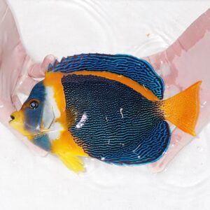 Vivid tropical angelfish with electric blue and black body, orange face and tail, held in a gloved hand in water.