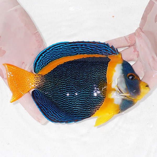 【現物6】スクリブルドエンゼル オス個体 20.5cm±! 海水魚 ヤッコ 15時までのご注文で当日発送(t111(t207