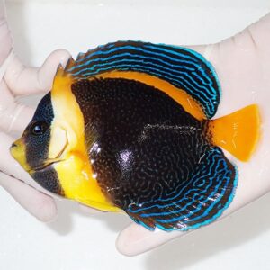 Tropical angelfish with a black body and bright blue wavy lines, yellow head, and orange tail being held by gloved hands.