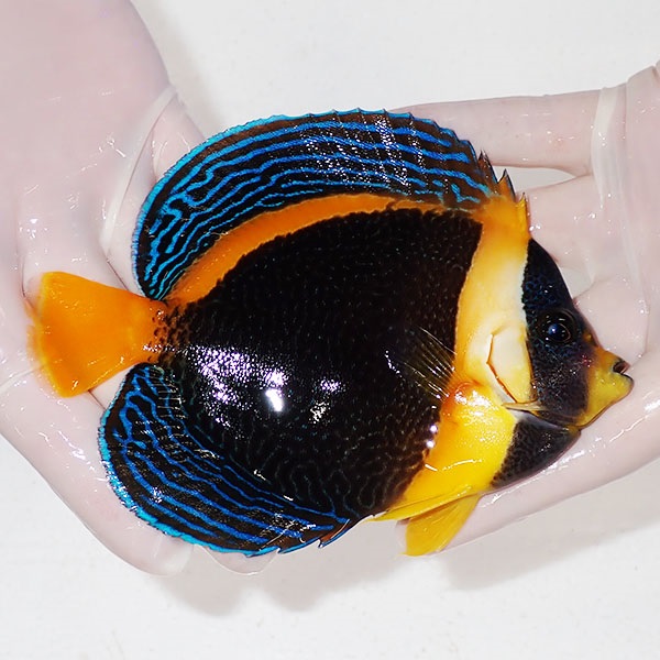 【現物7】スクリブルドエンゼル 13.5cm±! 海水魚 ヤッコ 15時までのご注文で当日発送(t111(t207