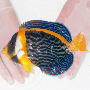 Colorful tropical fish with electric blue wavy lines on a dark body and bright orange head and tail, held in gloved hands.