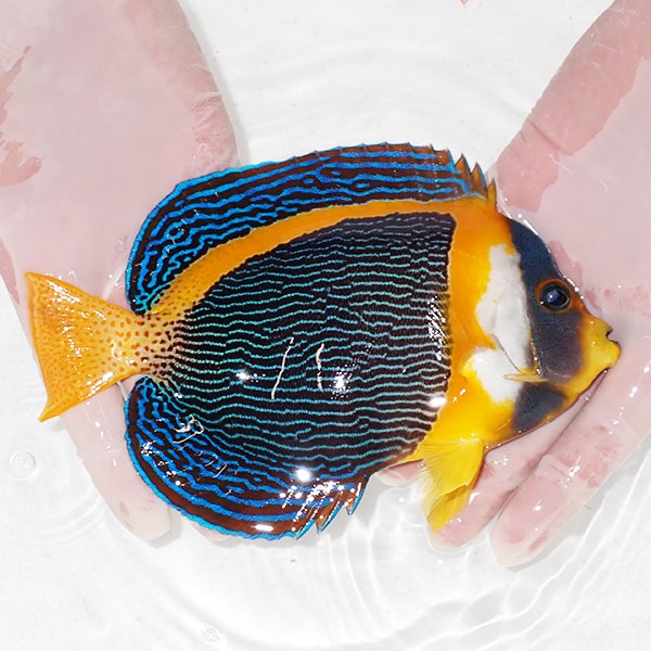 【現物8】スクリブルドエンゼル オス個体 18cm±! 海水魚 ヤッコ 15時までのご注文で当日発送(t111(t207