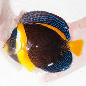 Colorful tropical fish with brown body, yellow face and tail, and blue striped fins, held in gloved hands.