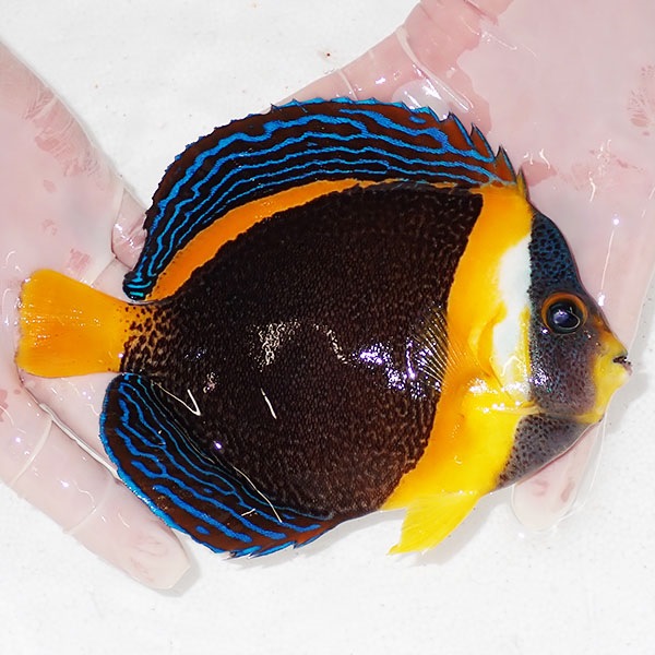 【現物9】スクリブルドエンゼル 16.5cm±! 海水魚 ヤッコ 15時までのご注文で当日発送(t111(t207