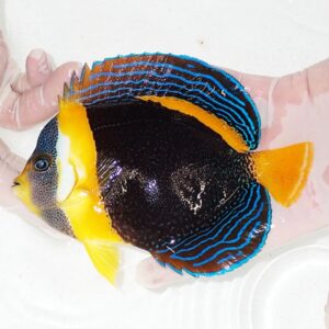 Colorful tropical angelfish held in hands, yellow head, black body with blue stripes and orange fins.