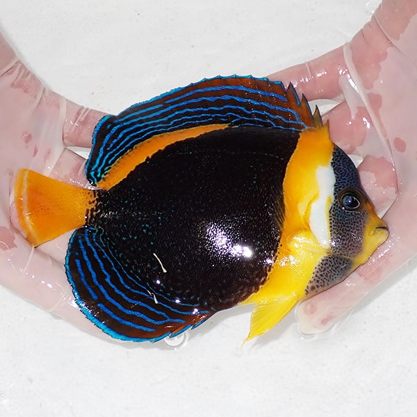 【現物10】スクリブルドエンゼル 16cm±! 海水魚 ヤッコ 15時までのご注文で当日発送(t111(t207