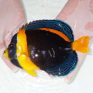 Bright tropical angelfish with a yellow head, black body, orange tail, and blue-striped fins held in gloved hands.