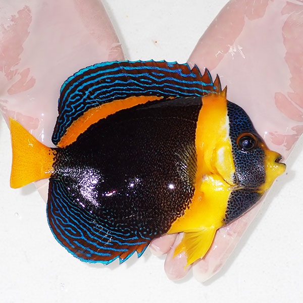 【現物11】スクリブルドエンゼル 18cm±! 海水魚 ヤッコ 15時までのご注文で当日発送(t111(t207