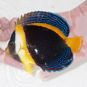 Angelfish with a black body and electric blue stripes, yellow face and fins, being held in a gloved hand.