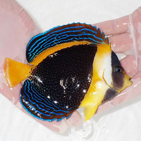 【現物12】スクリブルドエンゼル 13cm±! 海水魚 ヤッコ 15時までのご注文で当日発送(t111(t207