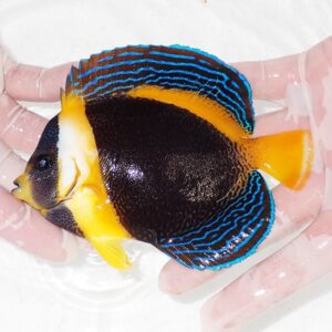 Tropical angelfish with electric blue stripes on a dark body and bright yellow fins held in gloved hands.