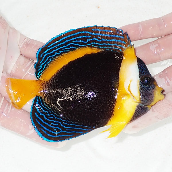 【現物13】スクリブルドエンゼル 13cm±! 海水魚 ヤッコ 15時までのご注文で当日発送(t111(t207