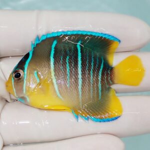 Small tropical fish with yellow fins and face, dark body with blue stripes, held in a gloved hand by the water.
