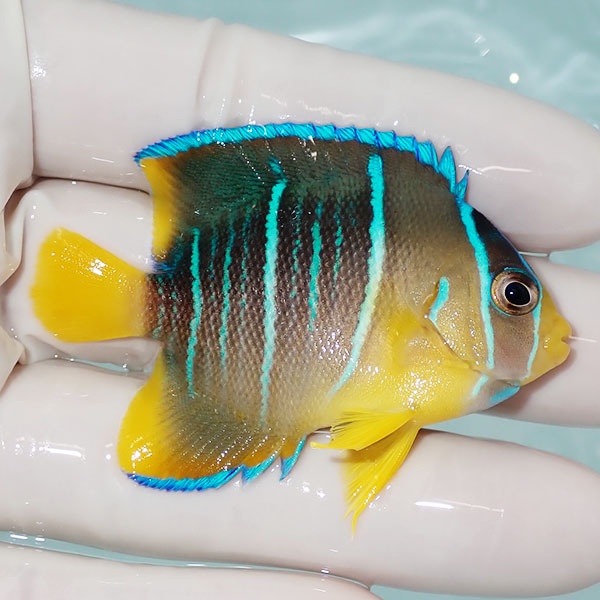 【現物7】ブルーエンゼル 6cm± !海水魚 ヤッコ 15時までのご注文で当日発送(t111