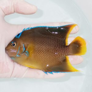 Small tropical fish with a brown body, blue edging on fins, and a yellow tail held in a gloved hand over clear water.