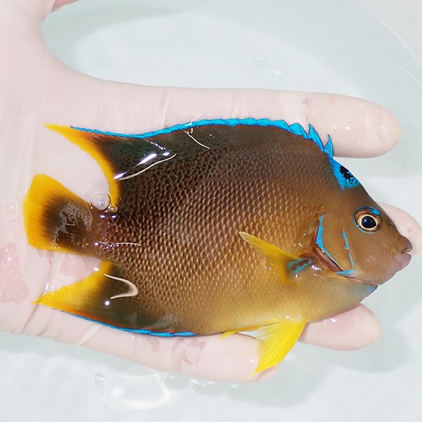 【現物8】粒エサOK ブルーエンゼル 12cm± !海水魚 ヤッコ 15時までのご注文で当日発送(t111