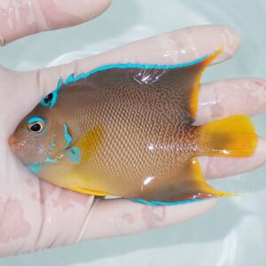 Small tropical fish with brown body, bright blue edges, turquoise facial markings, and yellow tail held in a gloved hand.