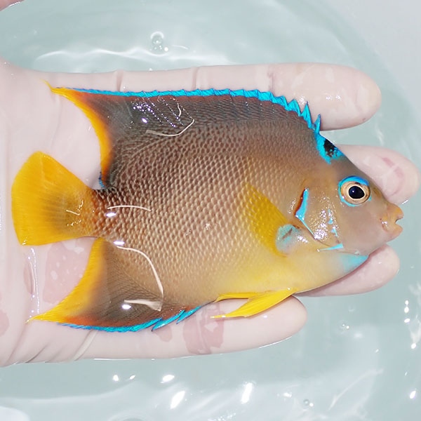 【現物9】ブルーエンゼル 10.5cm±  !海水魚 ヤッコ 15時までのご注文で当日発送(t111