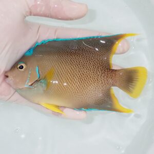 Small tropical fish with a brown body, bright blue-edged fins, and yellow tail being held in a person's hand.