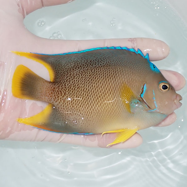 【現物10】粒エサOK ブルーエンゼル 13.5cm± !海水魚 ヤッコ 15時までのご注文で当日発送(t111
