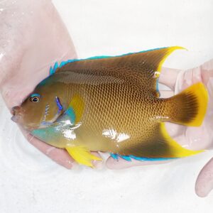 Parrotfish with brown body and bright yellow tail and blue accents being held by gloved hands.