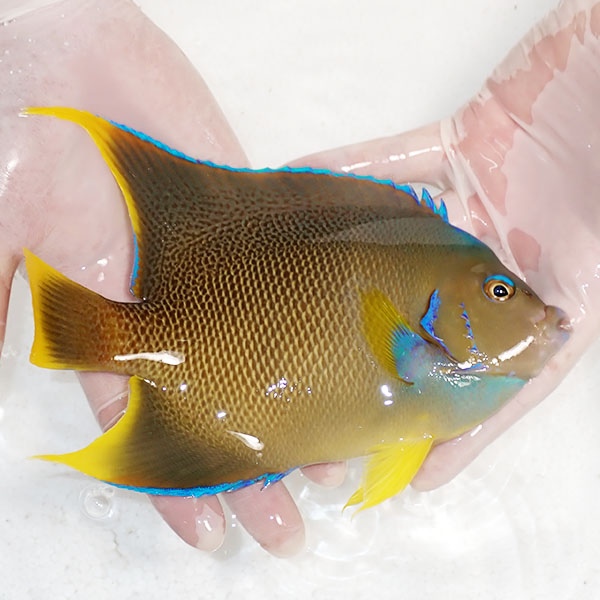 【現物11】ブルーエンゼル 19cm± !海水魚 ヤッコ 15時までのご注文で当日発送(t111