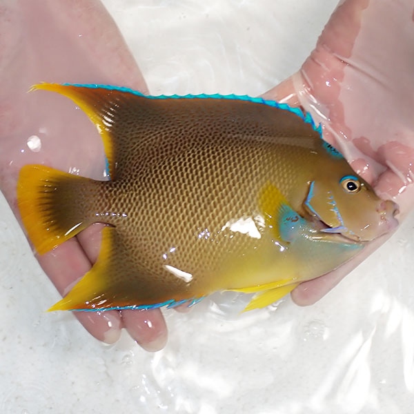 【現物12】粒エサOK ブルーエンゼル 17.5cm± !海水魚 ヤッコ 15時までのご注文で当日発送(t111