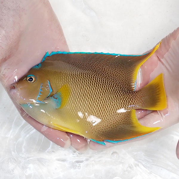 【現物12】粒エサOK ブルーエンゼル 17.5cm± !海水魚 ヤッコ 15時までのご注文で当日発送(t111
