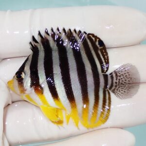 Small tropical fish with black and white vertical stripes and yellow fins held by a gloved hand.