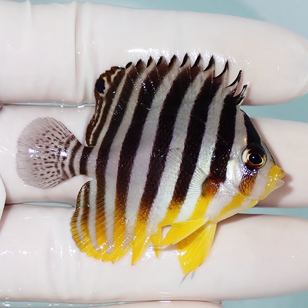 【現物49】シマヤッコ 5.3cm±! 海水魚 生体 15時までのご注文で当日発送(t111(t207