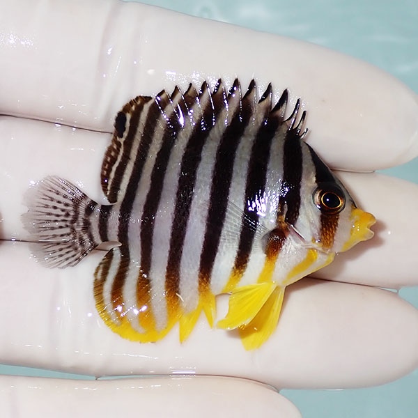 【現物48】シマヤッコ 5cm±! 海水魚 生体 15時までのご注文で当日発送(t111(t207