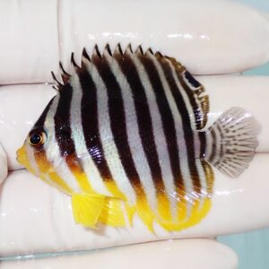 Small striped tropical fish with black and white vertical bars and yellow fins held by gloved hand.