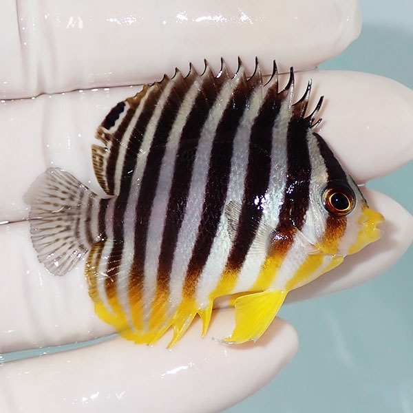 【現物47】ヒレかけあり シマヤッコ 5cm±! 海水魚 生体 15時までのご注文で当日発送(t111(t207