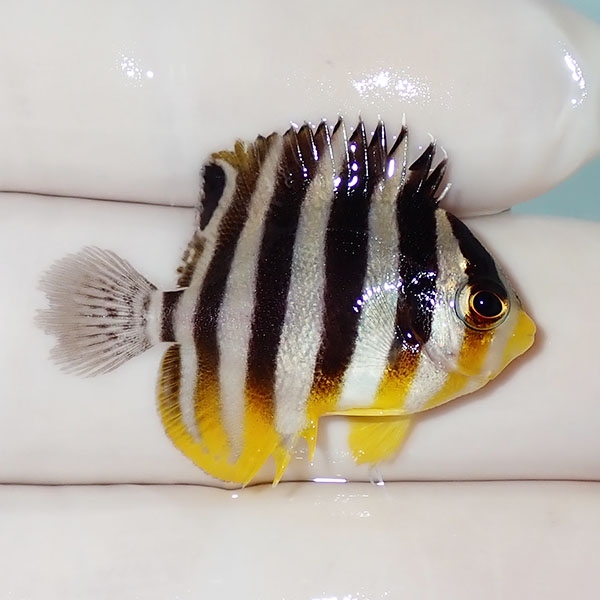 【現物46】シマヤッコ 3cm±! 海水魚 生体 15時までのご注文で当日発送(t111(t207