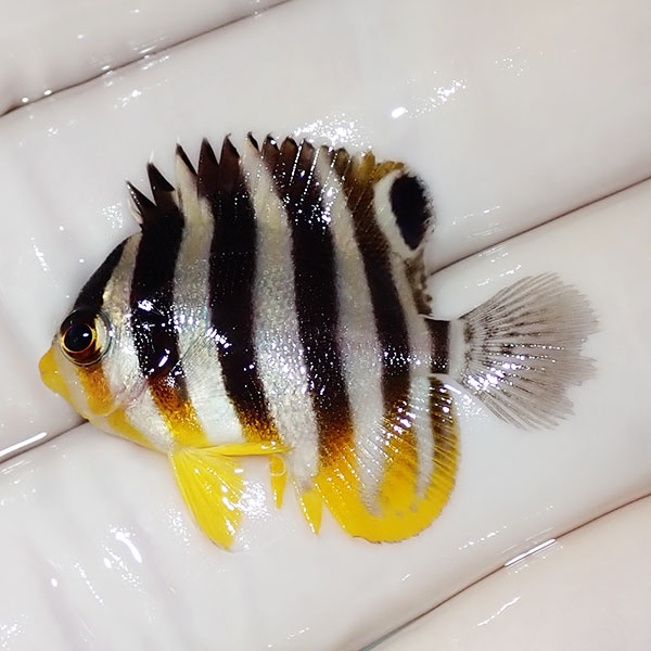【現物46】シマヤッコ 3cm±! 海水魚 生体 15時までのご注文で当日発送(t111(t207