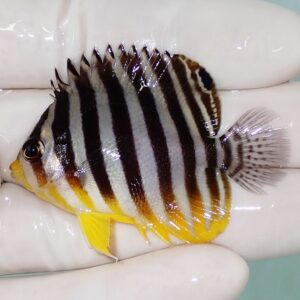 Small tropical fish with bold vertical black and white stripes and yellow fins, held by gloved hands.