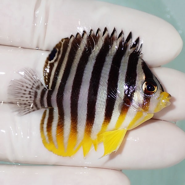 【現物13】尾びれ欠け シマヤッコ 5.2cm±! 海水魚 生体 15時までのご注文で当日発送(t111(t207