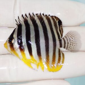 Small tropical fish with bold black vertical stripes, silver body, and bright yellow fins resting on a white surface.
