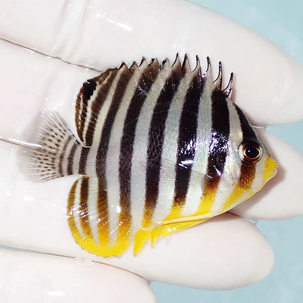 【現物59】シマヤッコ 5cm±! 海水魚 生体 15時までのご注文で当日発送(t111(t207
