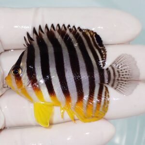 Colorful tropical fish with bold black and white vertical stripes and yellow fins being held gently.
