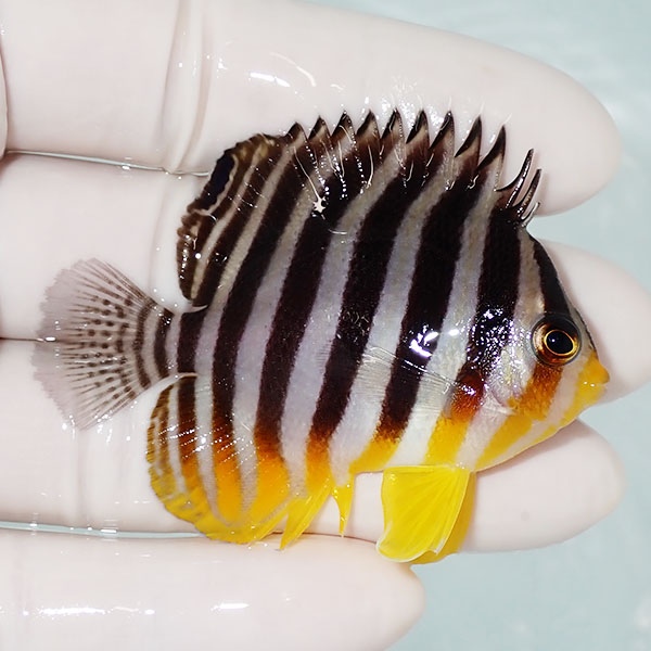 【現物12】シマヤッコ 6cm±! 海水魚 生体 15時までのご注文で当日発送(t111(t207