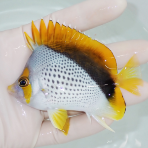 Small orange and white spotted fish held in a gloved hand, yellow dorsal and tail fins visible in water.