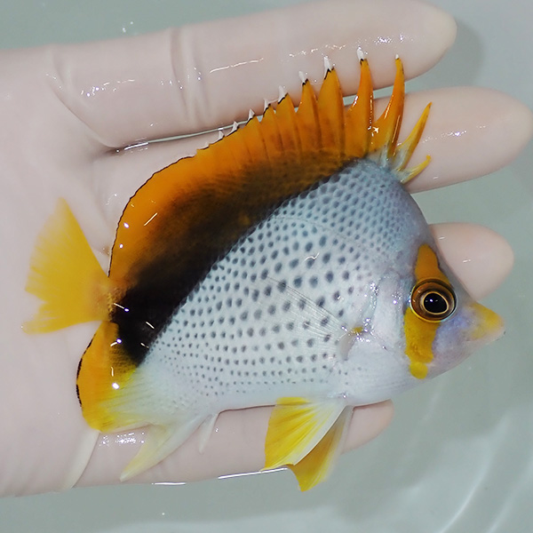 【現物5】粒エサOK マルケサスバタフライ 9cm±! 海水魚 チョウチョウウオ 15時までのご注文で当日発送(t114(t207