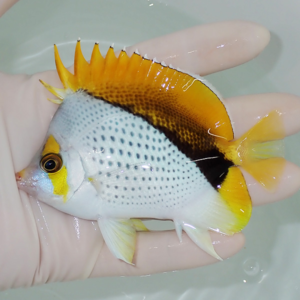 Small tropical fish with white body, yellow facial markings, a black midband, and orange-yellow dorsal and tail fins held in a hand over light water.