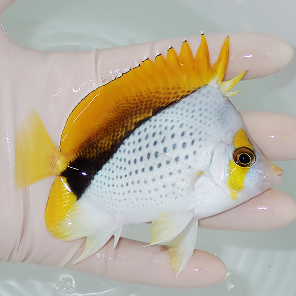 【現物6】マルケサスバタフライ 10cm±! 海水魚 チョウチョウウオ 15時までのご注文で当日発送(t114(t207