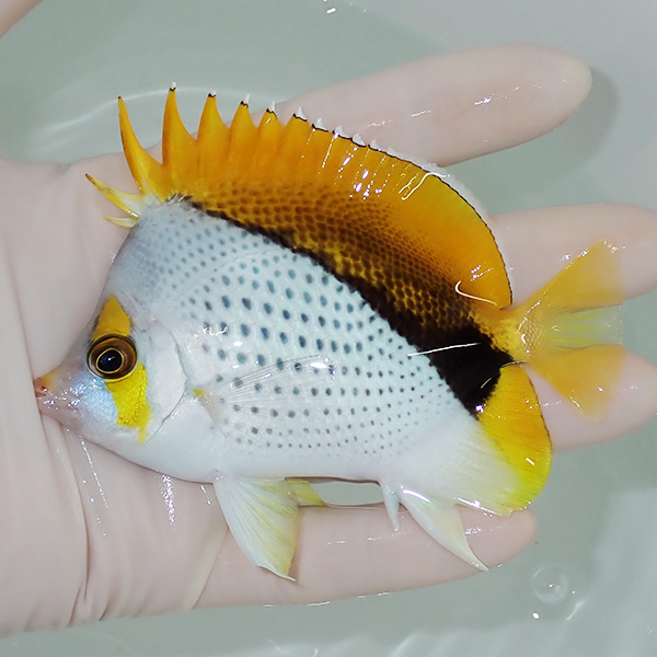 【現物6】マルケサスバタフライ 10cm±! 海水魚 チョウチョウウオ 15時までのご注文で当日発送(t114(t207